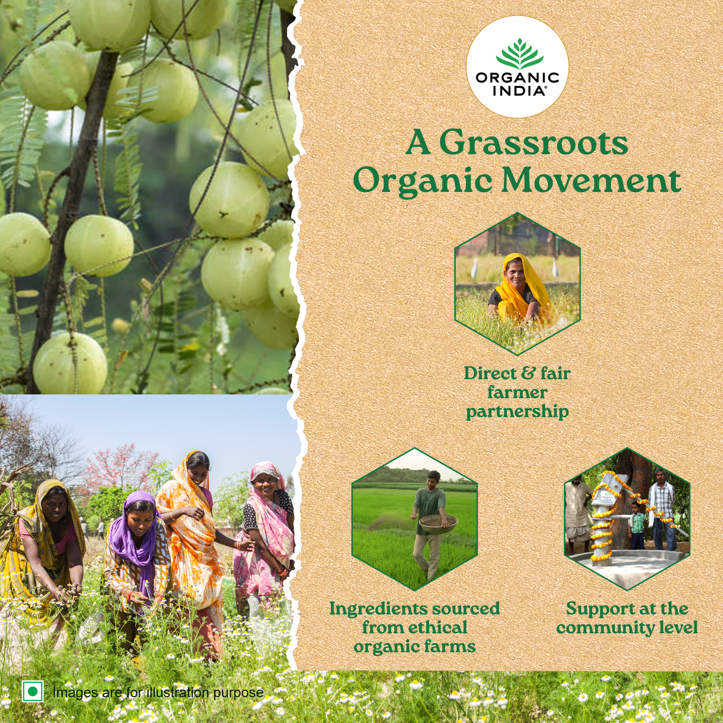 Moringa hibiscus tea benefits for skin