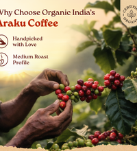 arabica coffee india