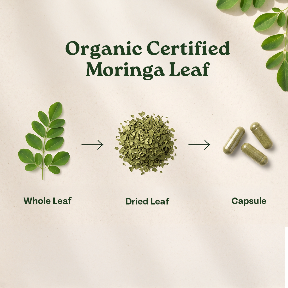 Organic Certified Whole Moringa Leaf to Dried Leaf and Capsule Process