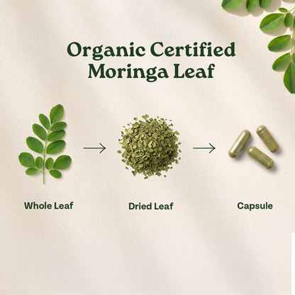 Organic Certified Whole Moringa Leaf to Dried Leaf and Capsule Process